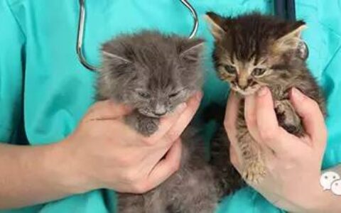 【课程】让动物爱好者幸福感爆棚的移民职业：兽医护士