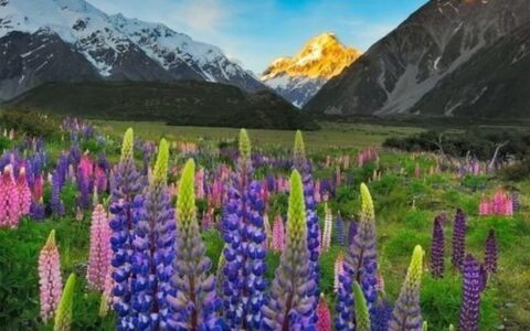 这世上有一种美叫：新 · 西 · 兰（多图）